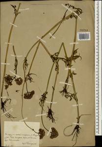 Valeriana, South Asia, South Asia (Asia outside ex-Soviet states and Mongolia) (ASIA) (China)