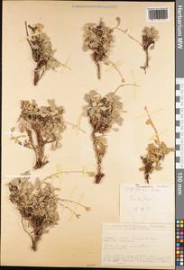 Tanacetum, South Asia, South Asia (Asia outside ex-Soviet states and Mongolia) (ASIA) (Turkey)
