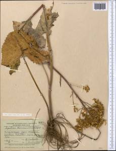 Vickifunkia thomsonii (C. B. Clarke) C. Ren, L. Wang, I. D. Illar. & Q. E. Yang, Middle Asia, Pamir & Pamiro-Alai (M2) (Uzbekistan)