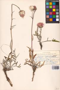 Jurinea cyanoides (L.) Rchb., Eastern Europe, Moscow region (E4a) (Russia)