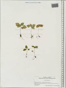 Circaea alpina L., Eastern Europe, Moscow region (E4a) (Russia)