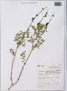 Astragalus eucosmus B.L. Robins., America (AMER) (Canada)