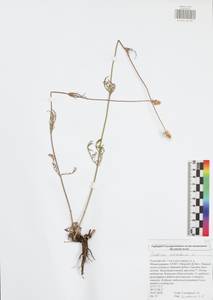 Scabiosa ochroleuca L., Eastern Europe, Central region (E4) (Russia)