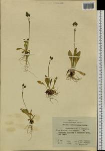 Primula tschuktschorum Kjellm., Siberia, Russian Far East (S6) (Russia)