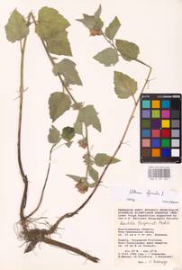 Althaea officinalis L., Eastern Europe, Lower Volga region (E9) (Russia)