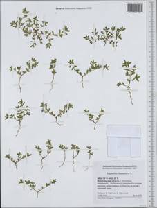Euphorbia chamaesyce L., Eastern Europe, Lower Volga region (E9) (Russia)