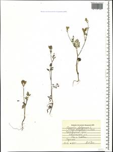 Orlaya daucoides (L.) Greuter, Caucasus, Black Sea Shore (from Novorossiysk to Adler) (K3) (Russia)