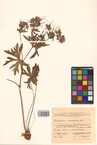 Geranium erianthum DC., Siberia, Russian Far East (S6) (Russia)