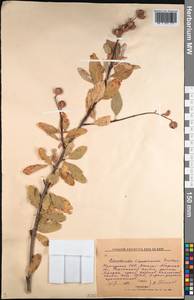 Exochorda racemosa (Lindl.) Rehder, Middle Asia, Western Tian Shan & Karatau (M3) (Kyrgyzstan)