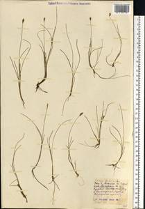 Carex dioica L., Eastern Europe, Moscow region (E4a) (Russia)
