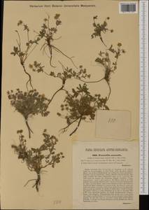Potentilla heptaphylla subsp. australis (Nyman) Gams, Western Europe (EUR) (Italy)