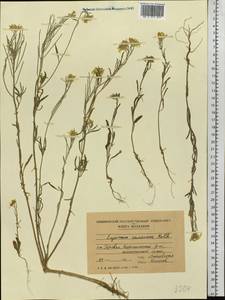 Erysimum diffusum Ehrh., Eastern Europe, Moldova (E13a) (Moldova)