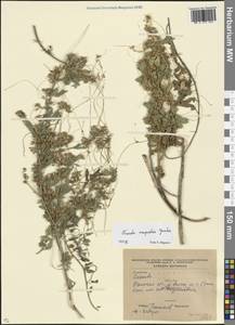 Cuscuta campestris Yunck., Eastern Europe, South Ukrainian region (E12) (Ukraine)