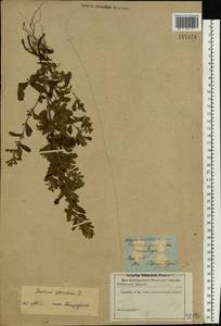 Teucrium scordium L., Eastern Europe, Lower Volga region (E9) (Russia)