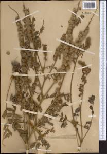 Onobrychis chorassanica Boiss., Middle Asia, Western Tian Shan & Karatau (M3)