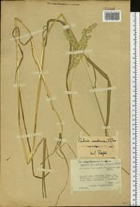 Phalaris arundinacea L., Siberia, Baikal & Transbaikal region (S4) (Russia)