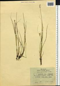 Carex echinata subsp. echinata, Siberia, Russian Far East (S6) (Russia)
