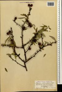 Pyrus salicifolia Pall., Caucasus, Dagestan (K2) (Russia)