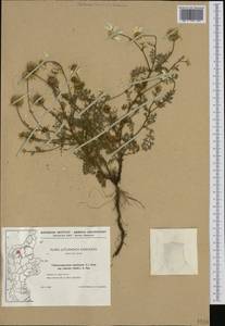 Tripleurospermum maritimum (L.) Koch, Western Europe (EUR) (Denmark)