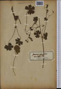 Geranium pyrenaicum Burm. f., Western Europe (EUR)