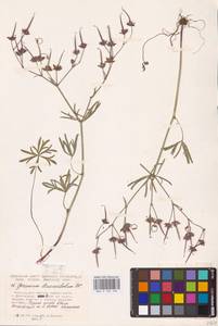 Geranium linearilobum DC., Eastern Europe, Lower Volga region (E9) (Russia)