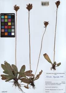 Primula longiscapa Ledeb., Siberia, Altai & Sayany Mountains (S2) (Russia)