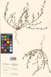 Polygonum sabulosum Vorosch., Eastern Europe, Moscow region (E4a) (Russia)