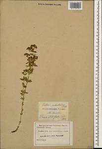 Galium valantioides M.Bieb., Caucasus (no precise locality) (K0)