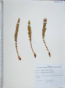Dryopteris fragrans (L.) Schott, Siberia, Russian Far East (S6) (Russia)
