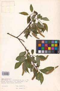 Salix pentandra L., Eastern Europe, Belarus (E3a) (Belarus)