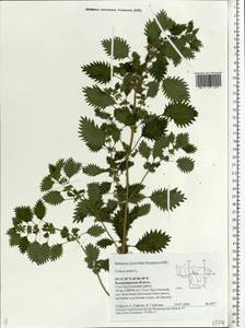 Urtica urens L., Eastern Europe, Central region (E4) (Russia)