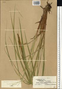 Carex aquatilis Wahlenb., Eastern Europe, Central region (E4) (Russia)