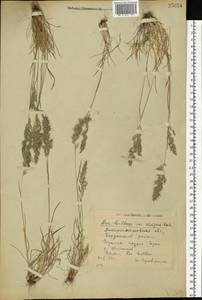 Poa bulbosa L., Eastern Europe, South Ukrainian region (E12) (Ukraine)