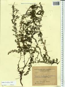 Galium humifusum M.Bieb., Eastern Europe, South Ukrainian region (E12) (Ukraine)