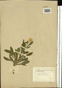 Calendula officinalis L., Eastern Europe, South Ukrainian region (E12) (Ukraine)