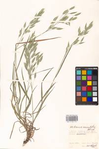 Bromus commutatus Schrad., Eastern Europe, Moscow region (E4a) (Russia)
