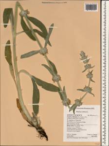 Stachys cretica L., South Asia, South Asia (Asia outside ex-Soviet states and Mongolia) (ASIA) (Cyprus)