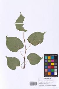 Tilia cordata Mill., Eastern Europe, Volga-Kama region (E7) (Russia)