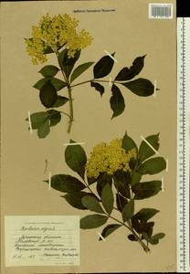 Sambucus nigra L., Eastern Europe, North Ukrainian region (E11) (Ukraine)