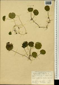 Hydrocotyle vulgaris L., South Asia, South Asia (Asia outside ex-Soviet states and Mongolia) (ASIA) (Turkey)