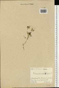 Ranunculus trichophyllus Chaix, Eastern Europe, Moscow region (E4a) (Russia)