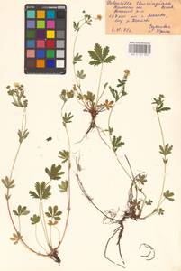 Potentilla thuringiaca Bernh. ex Link, Eastern Europe, Central region (E4) (Russia)