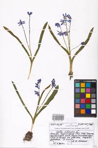 Scilla siberica Haw., Eastern Europe, Moscow region (E4a) (Russia)