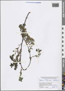 Spiraea crenata subsp. crenata, Eastern Europe, Middle Volga region (E8) (Russia)