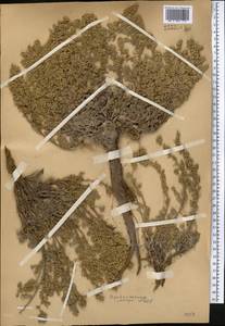 Artemisia kuschakewiczii C. Winkl., Middle Asia, Pamir & Pamiro-Alai (M2)