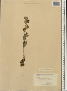 Verbascum ovalifolium Donn. Sm. ex Sims, Caucasus, Georgia (K4) (Georgia)