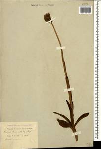 Neotinea tridentata (Scop.) R.M.Bateman, Pridgeon & M.W.Chase, Caucasus, Black Sea Shore (from Novorossiysk to Adler) (K3) (Russia)