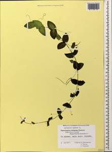 Lathyrus aphaca L., Caucasus, Black Sea Shore (from Novorossiysk to Adler) (K3) (Russia)