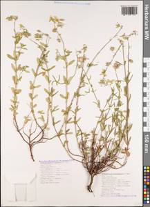 Helianthemum nummularium (L.) Mill., Caucasus, Black Sea Shore (from Novorossiysk to Adler) (K3) (Russia)