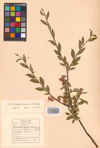 Salix dshugdshurica A. K. Skvortsov, Siberia, Russian Far East (S6) (Russia)